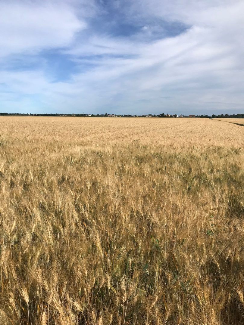 FRUMENTO DURO. Produzione in crisi per i prezzi bassi e i costi di produzione elevati