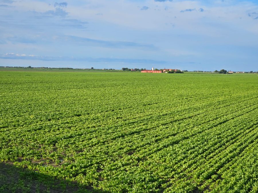 Un-campo-di-barbabietole-da-zucchero