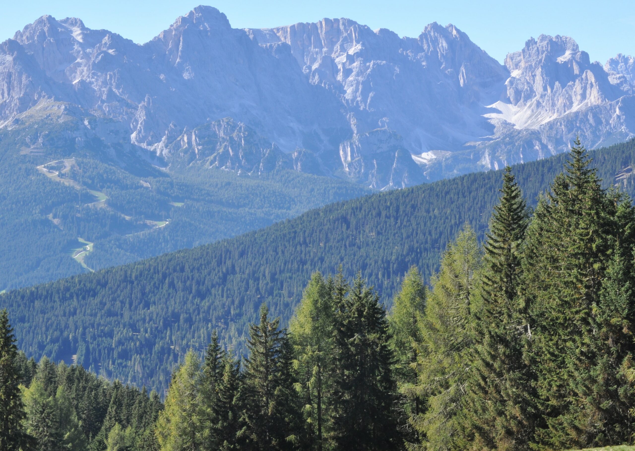 boschi-bellunesi-1-scaled-1