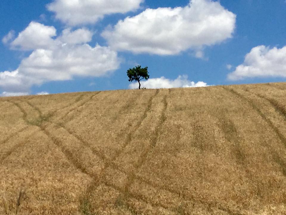 campigrano