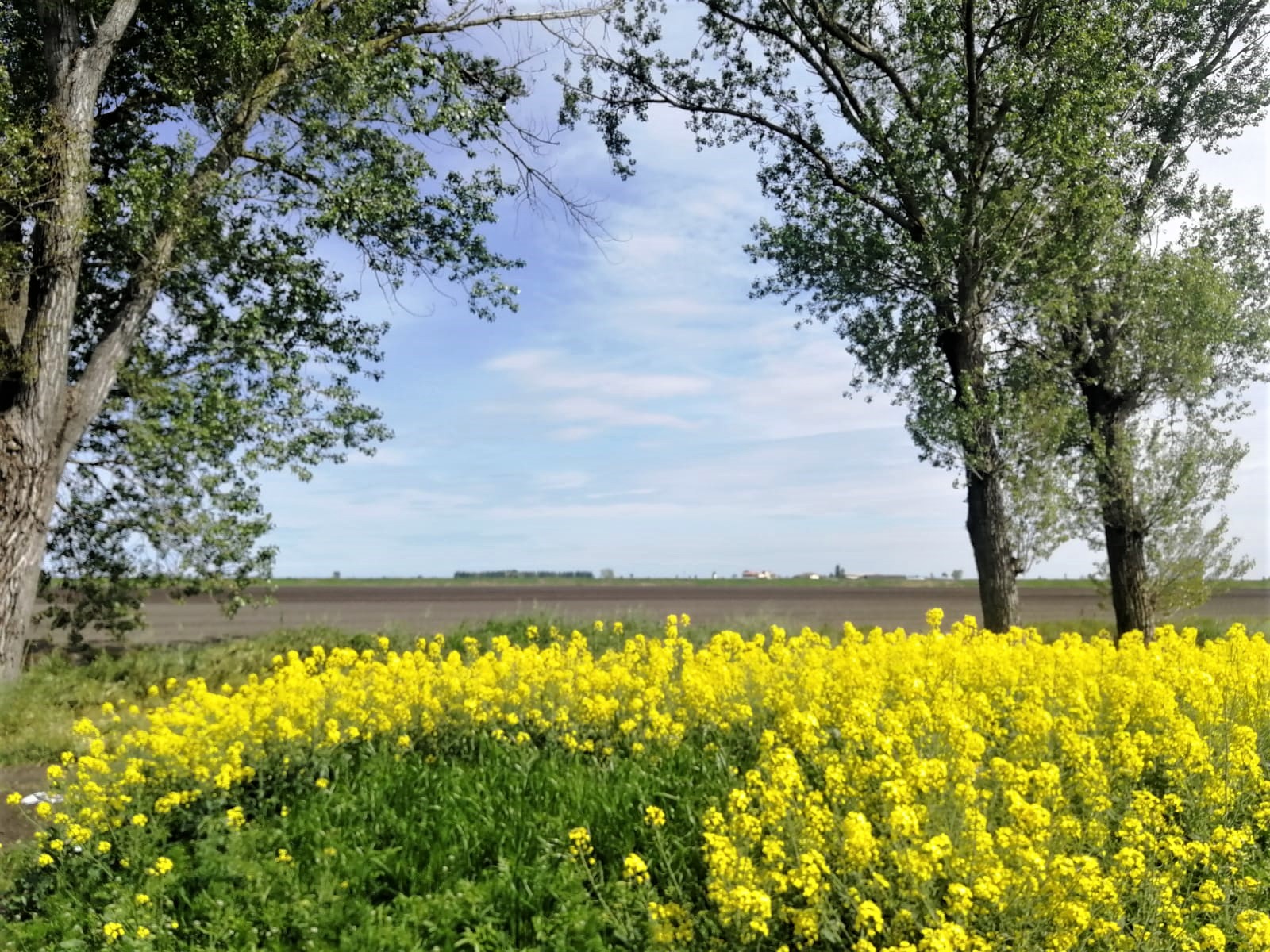 campo-di-colza