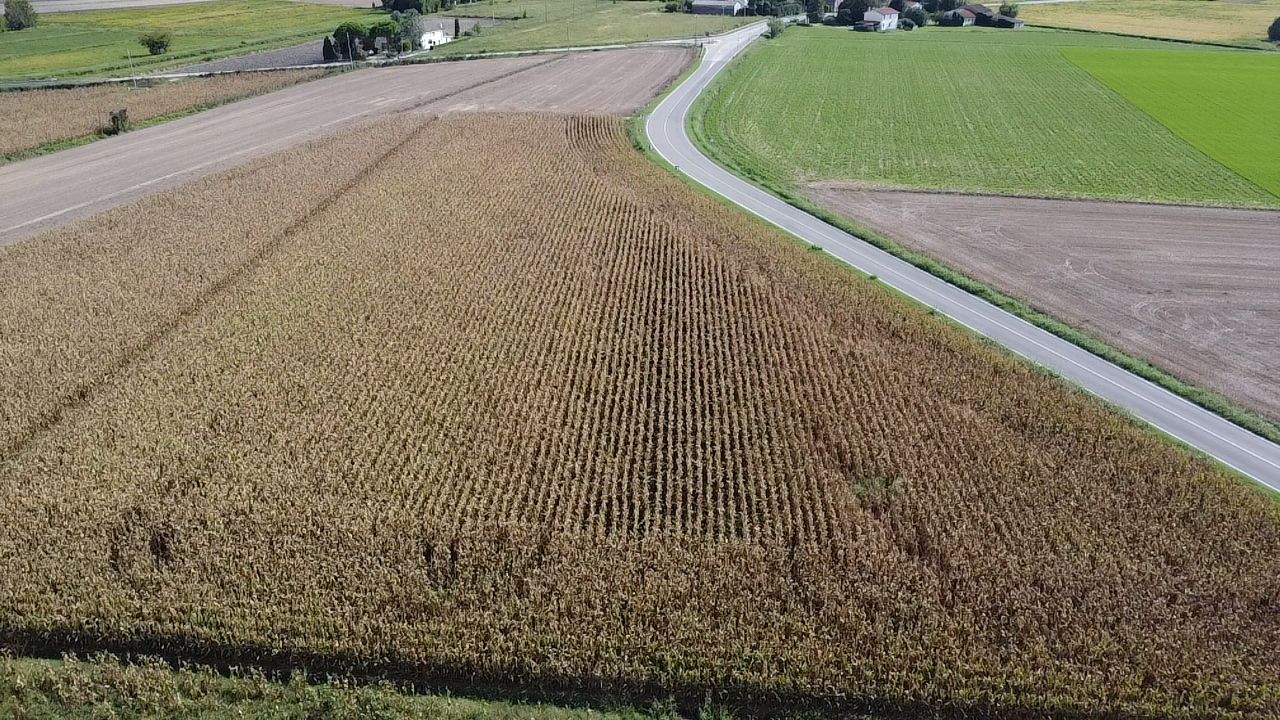 campo-di-mais-1