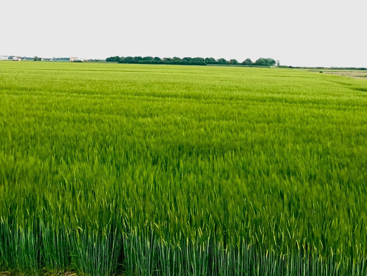 campo-orzo-Polesine-2