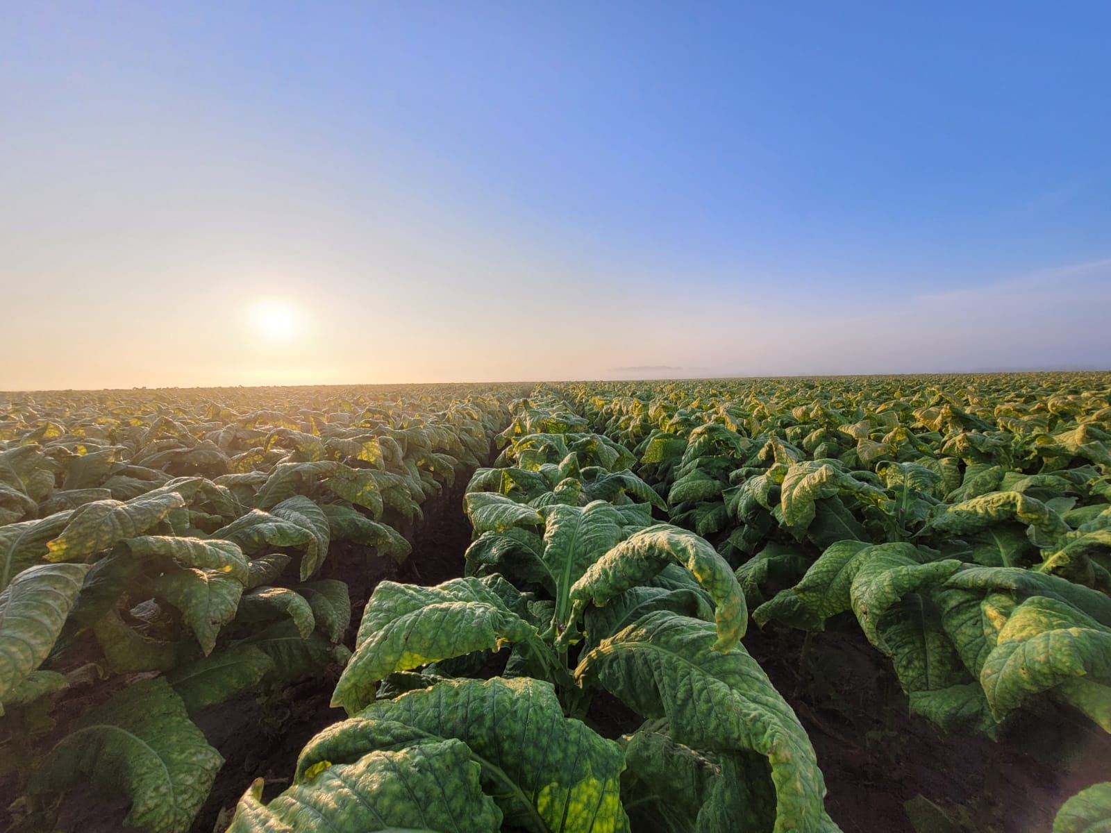 campo-tabacco-Oppeano-2