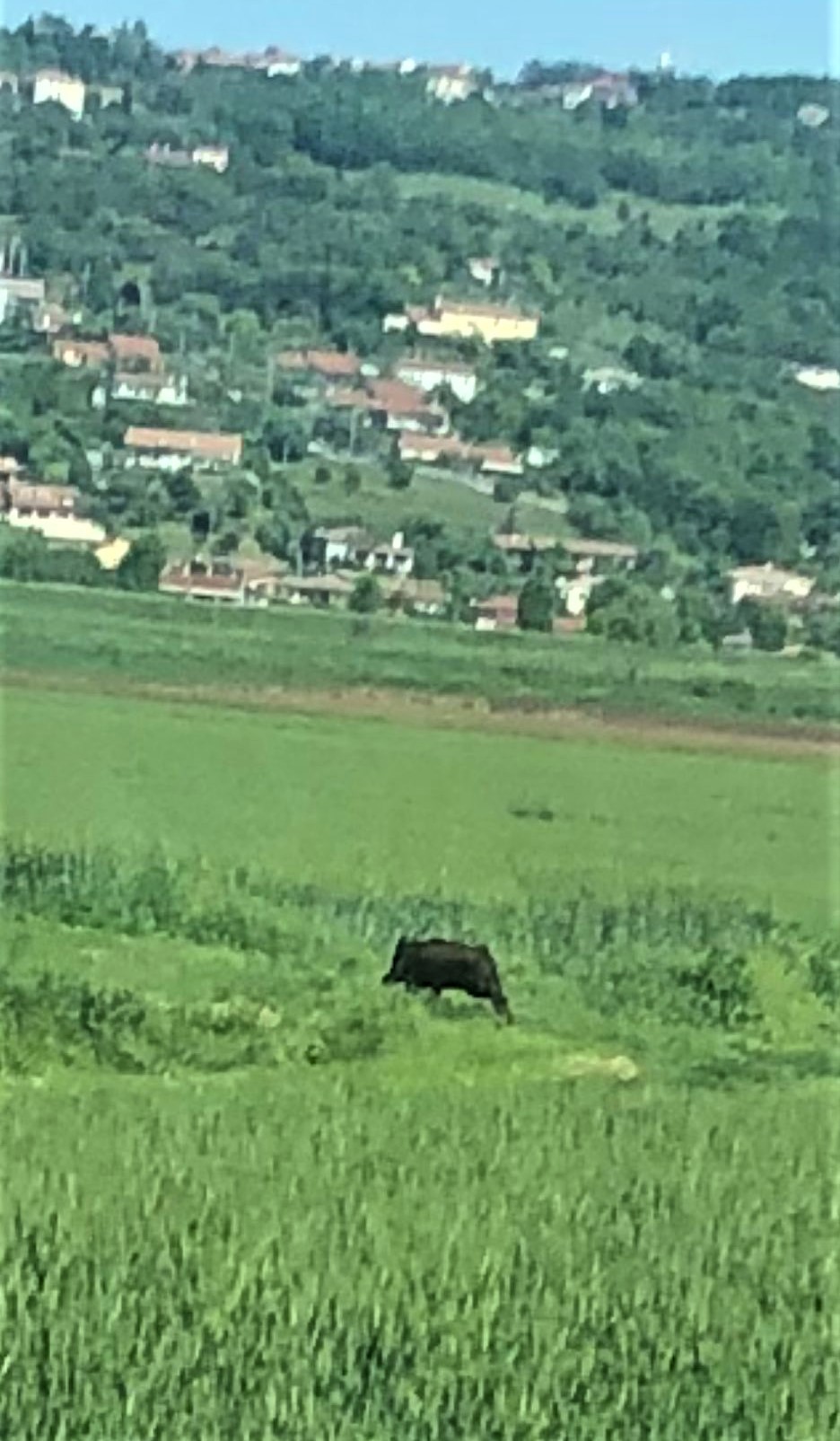 cinghiali-campo-Este-2