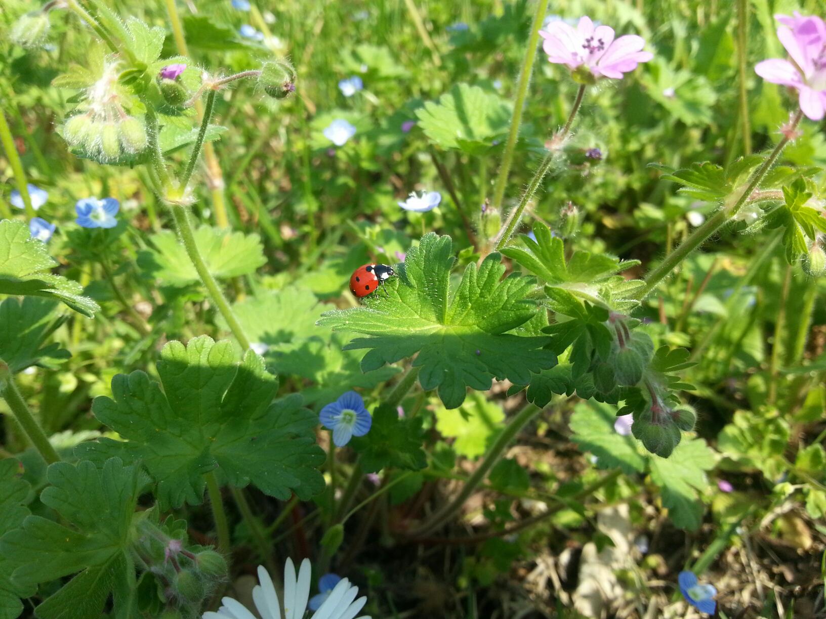 coccinella