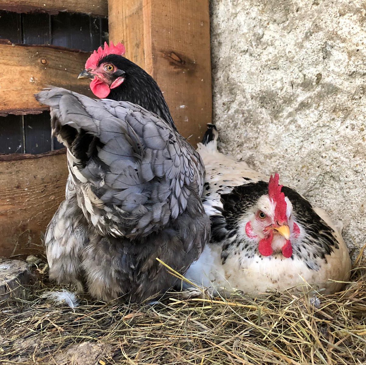 galline-2
