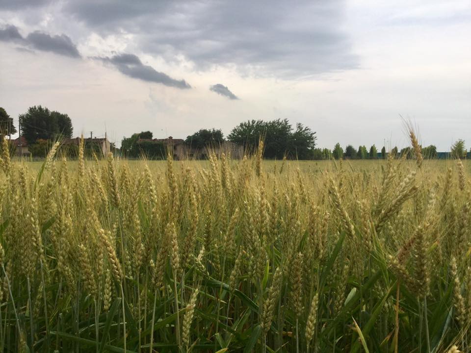 grano