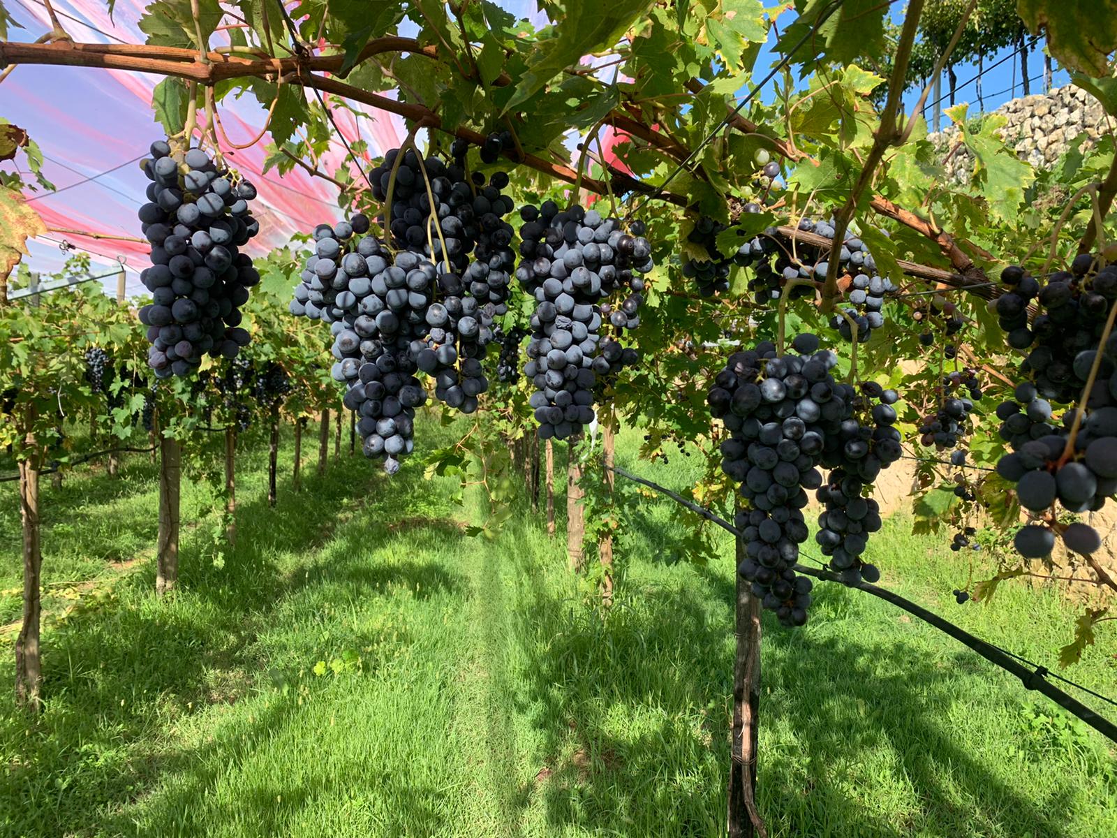 grappoli-Corvina