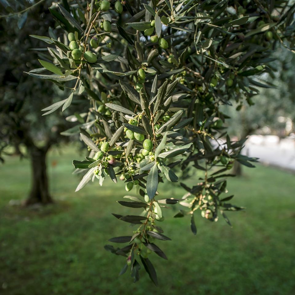 Piano olivicolo italiano da definire entro l’anno