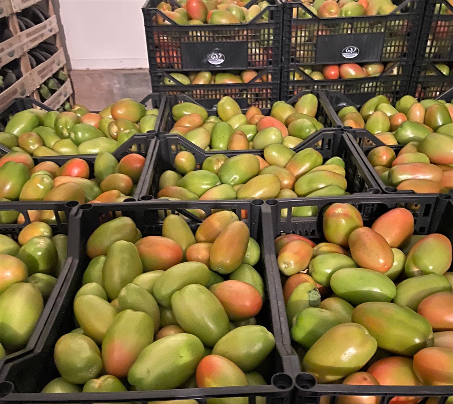 pomodori-peretto-Buttapietra