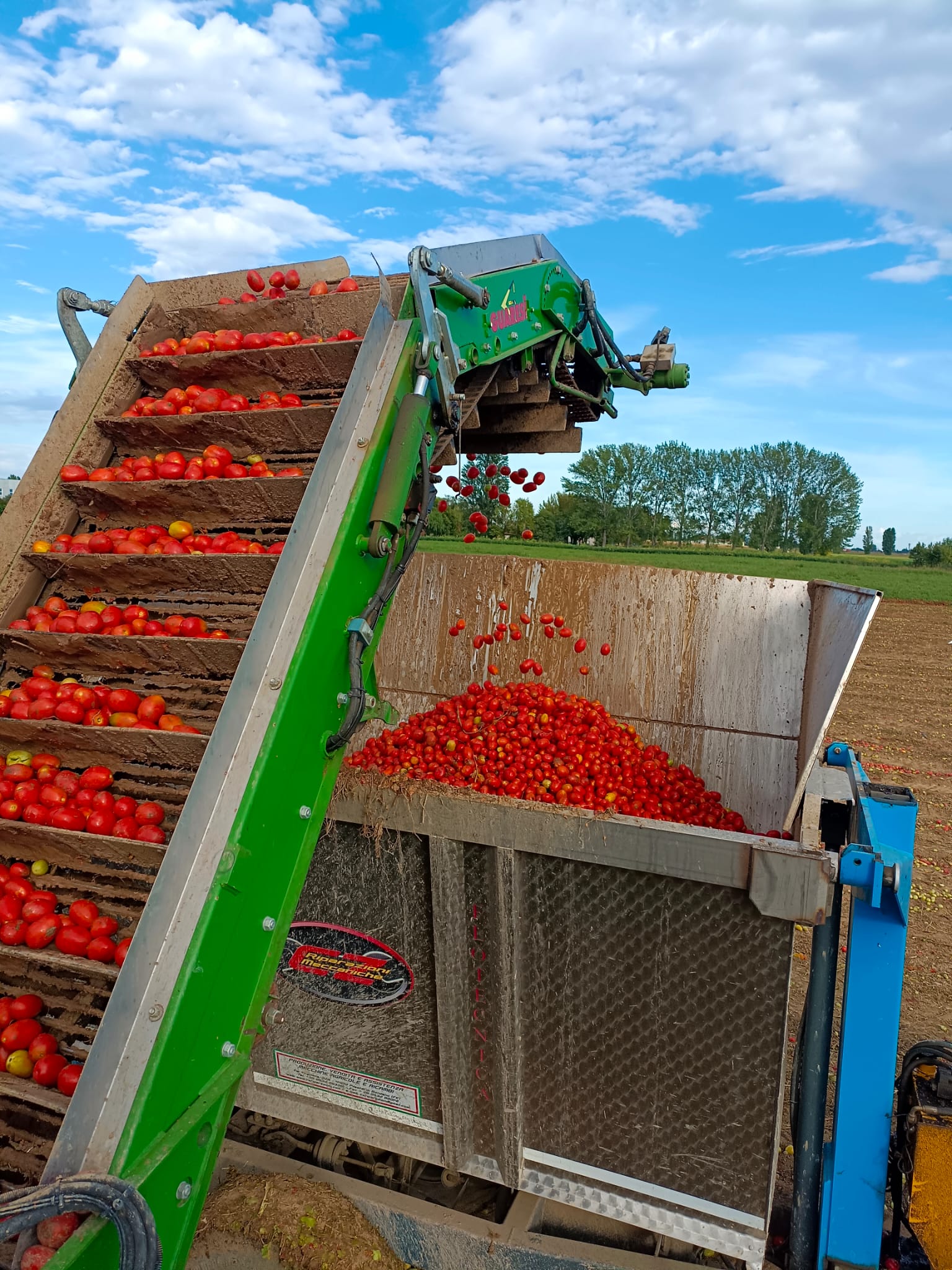 raccolta-pomodori-da-industria-1