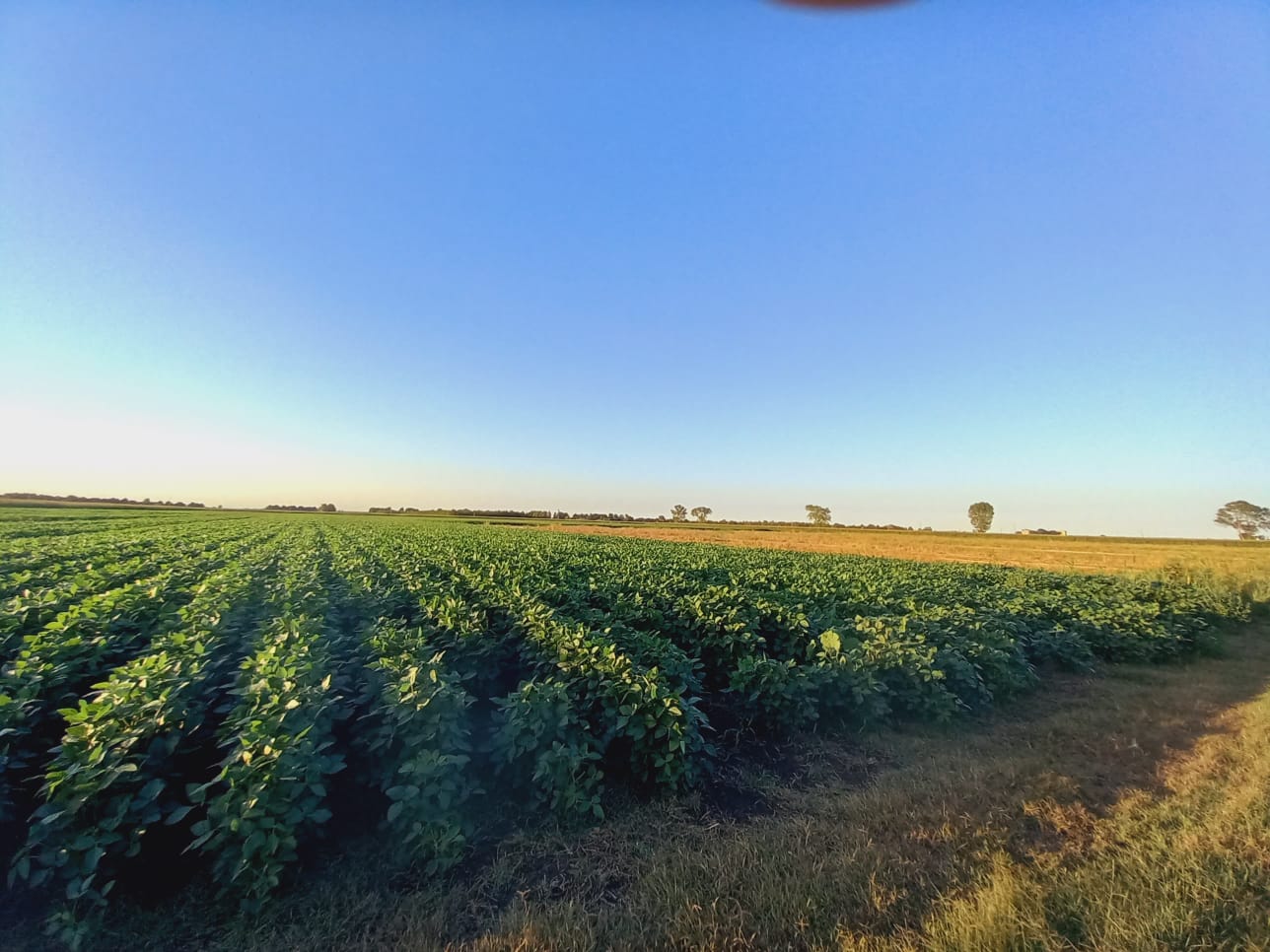 soia-campo-nel-Padovano
