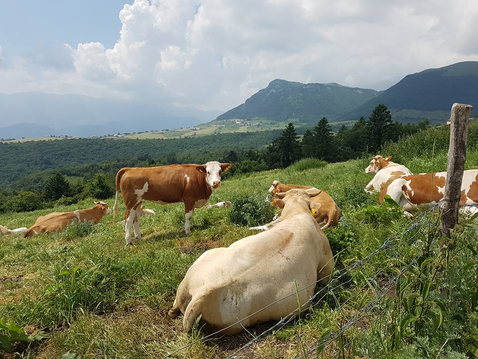 vacche-montagna