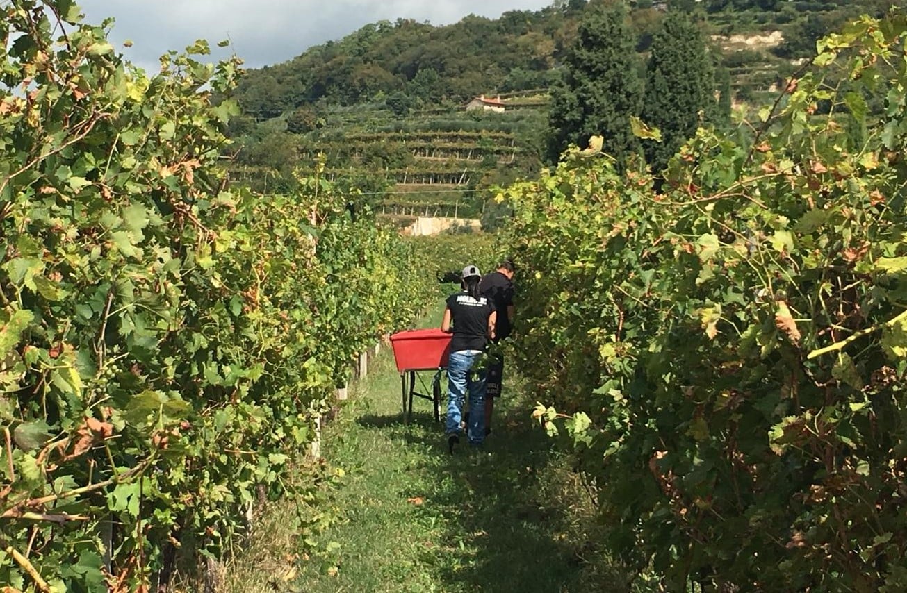 vendemmia4