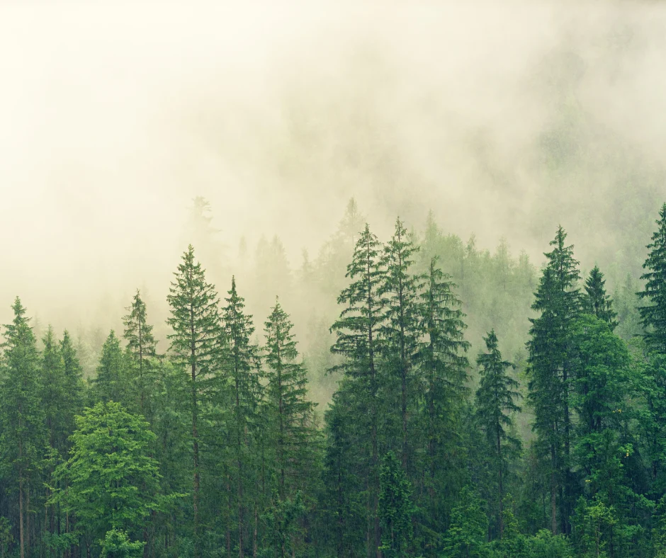 Linee guida nazionali per i crediti di carbonio del settore forestale