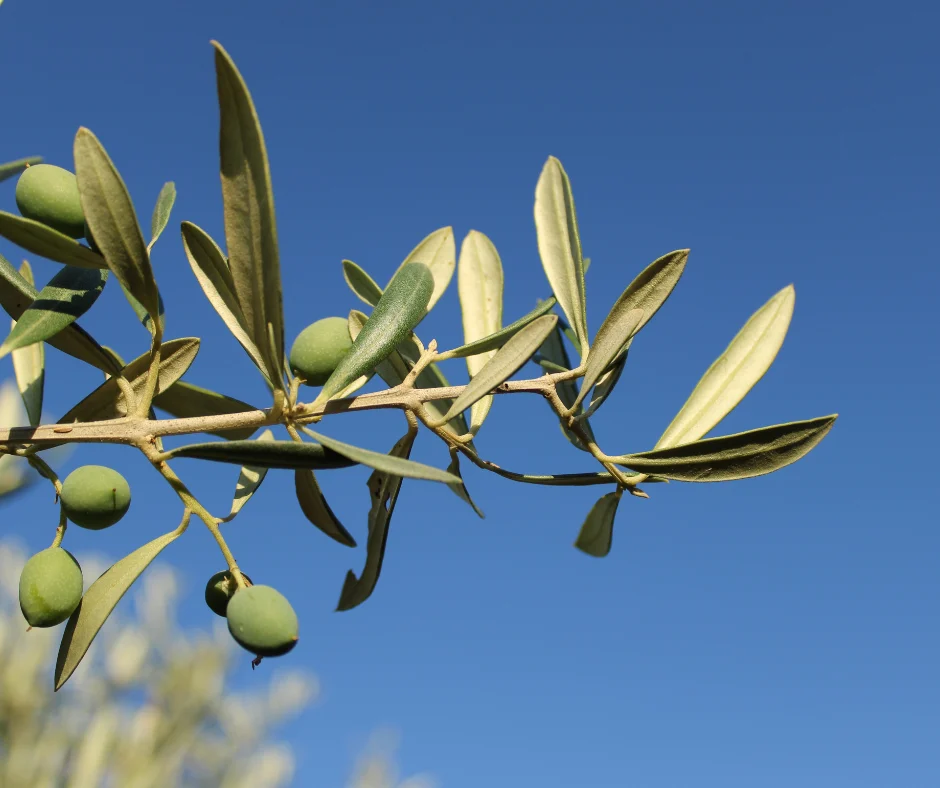 Nasce l’Osservatorio Olivicolo Veneto