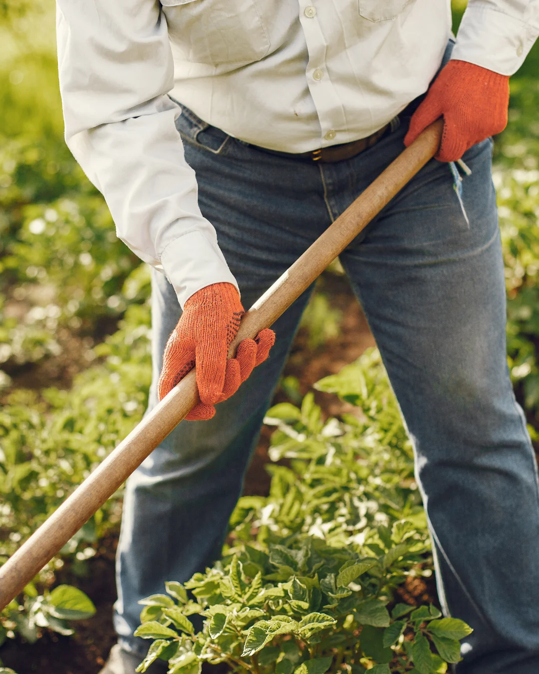 CCNL operai agricoli e florovivaisti – Rinnovato il contratto nazionale per il prossimo quadriennio