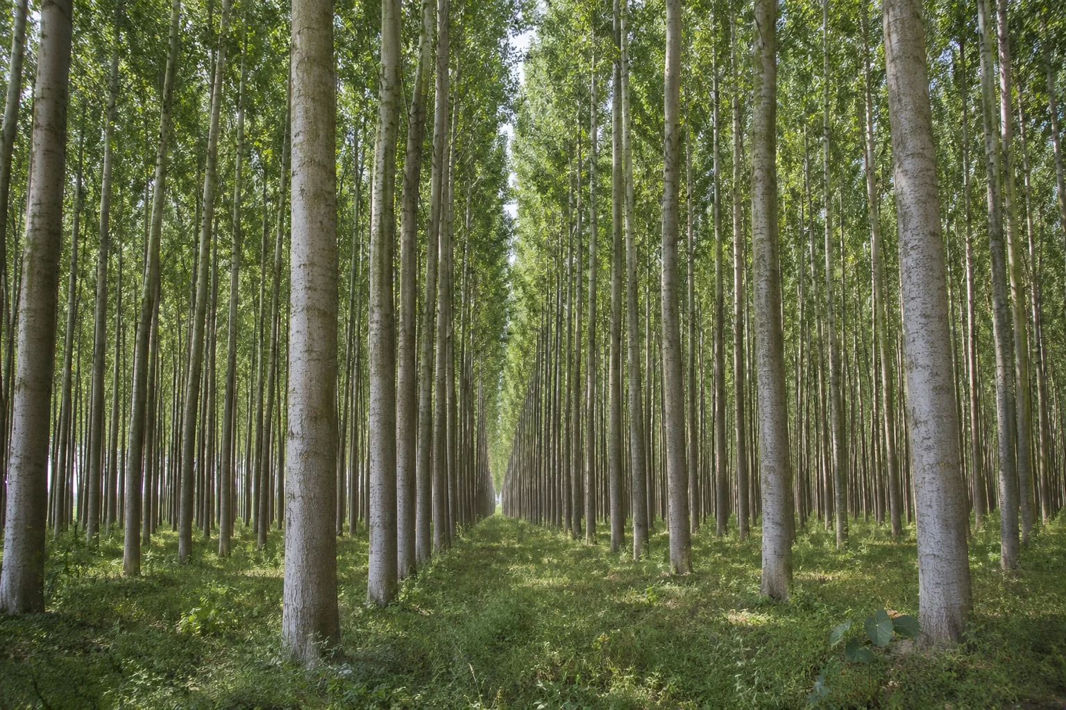 Il pioppo torna al centro della bioeconomia italiana. 