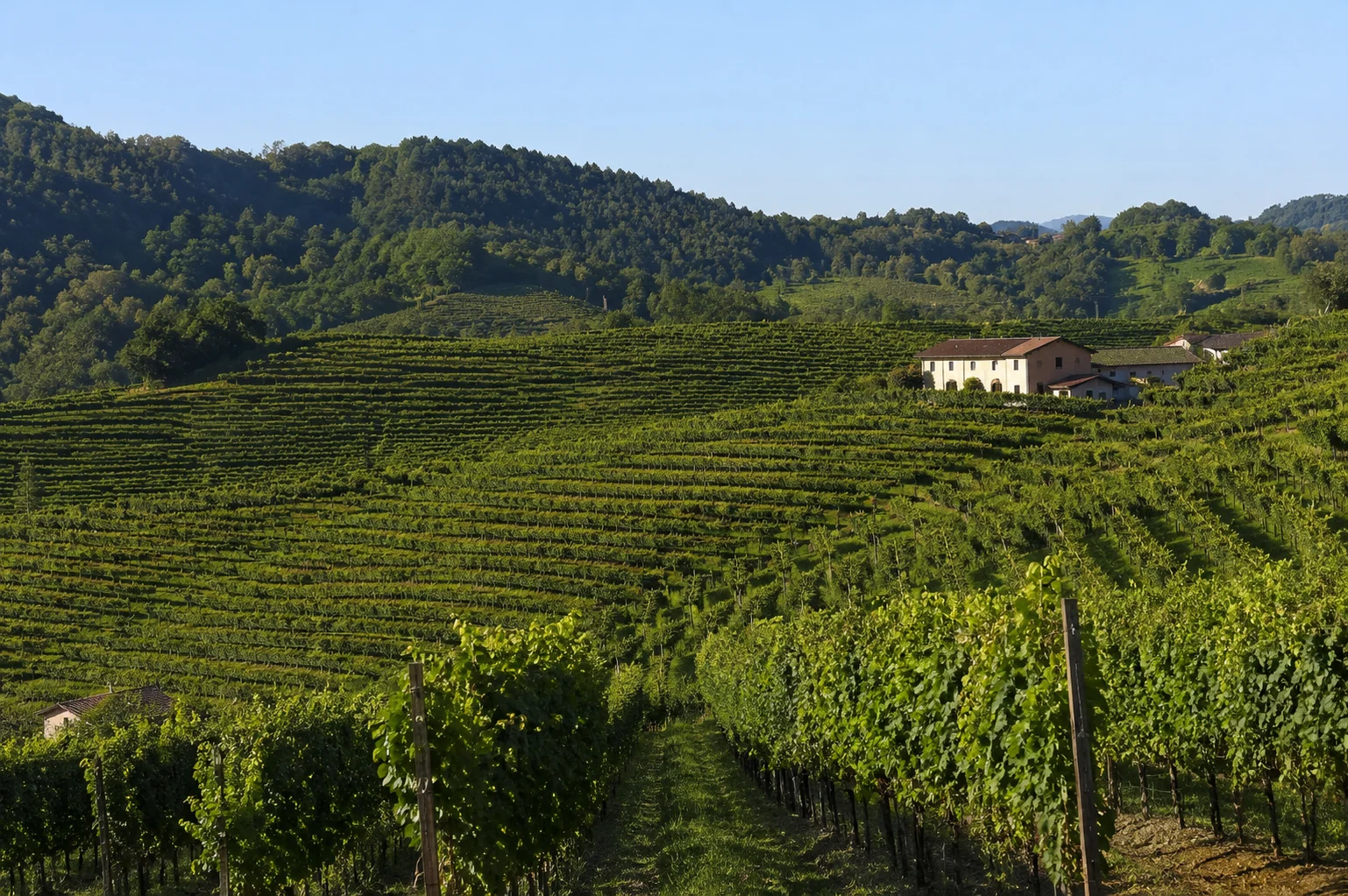 DOC Prosecco – Rinnovo sospensione iscrizione vigneti allo schedario viticolo ai fini della rivendica – triennio 2026/27-2028/29