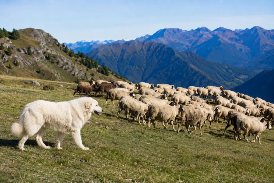 CANI DA GUARDIANIA. AL VIA IL BANDO REGIONALE PER LA DIFESA DELLE GREGGI DAGLI ATTACCHI DEI LUPI