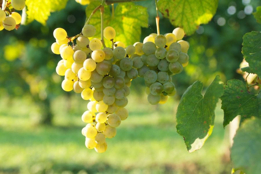 VENDEMMIA 2026 DOC Prosecco